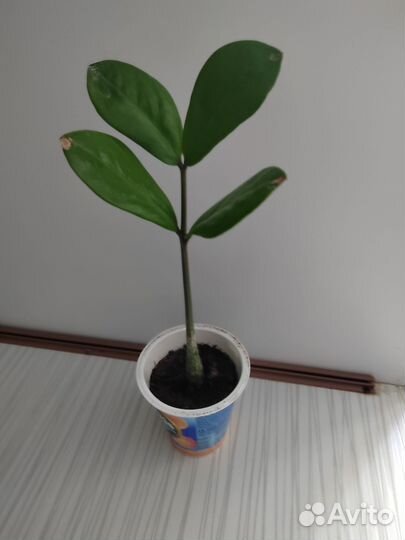 Спатифиллум, замиокулькас