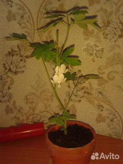 Астильба Садовые цветы