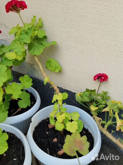 Пеларгонии сортовые