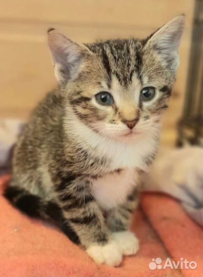 Котенок-девочка