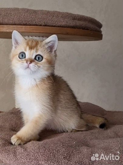 Золотая шиншилла