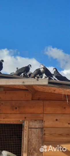 Продажа николаевских голубей