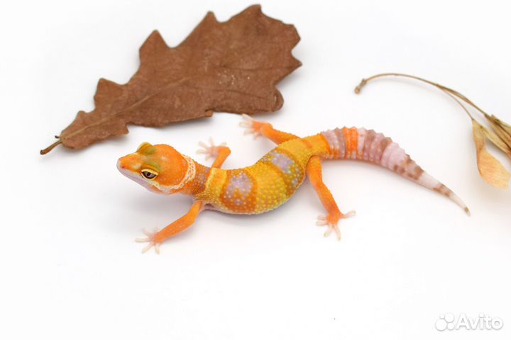 Эублефары сезон 2023