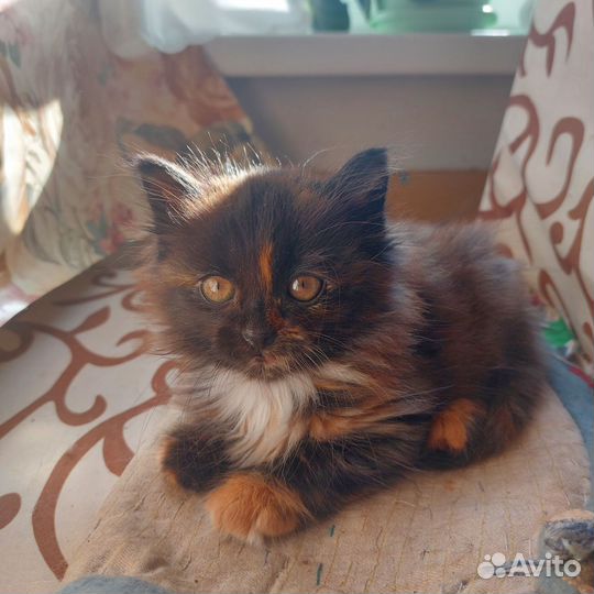 Кошка в дар бесплатно