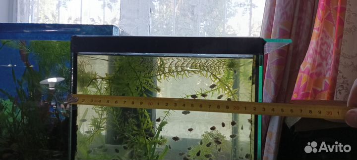 Аквариумы и разное оборудование