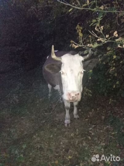 Корова молочная