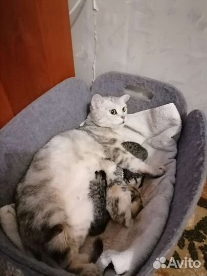 Котята бесплатно
