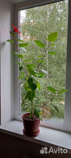 Комнатные цветы гибискус (розан)