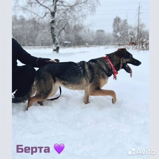 Чудная собака в добрые руки