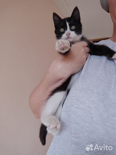 Котенок в добрые руки