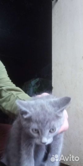 Котятки-разные 3- 4 мес