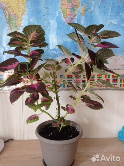 Комнатные растения