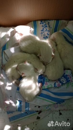 Кошка и котята