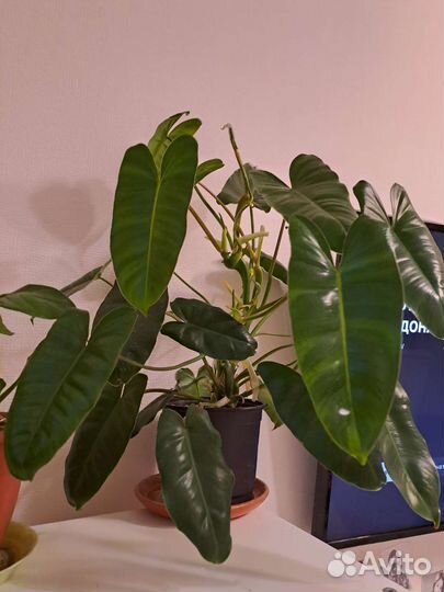 Филодендрон бурле макс