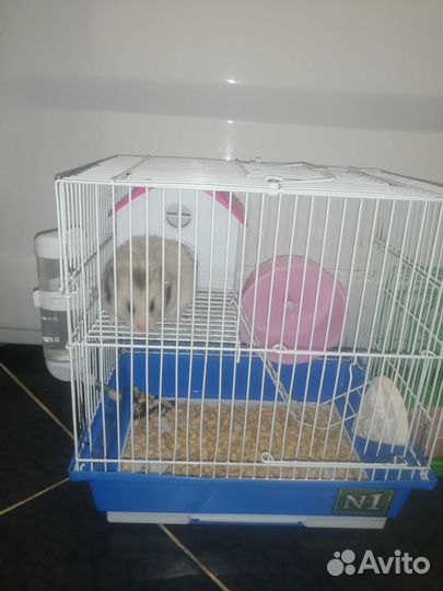 Продам сирийского хомячка с большим приданным