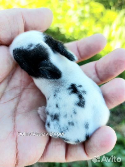 Цветной карлик сплит