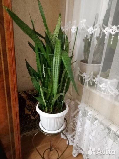 Сансевиерия цветы