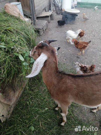 Коза дойная молочная