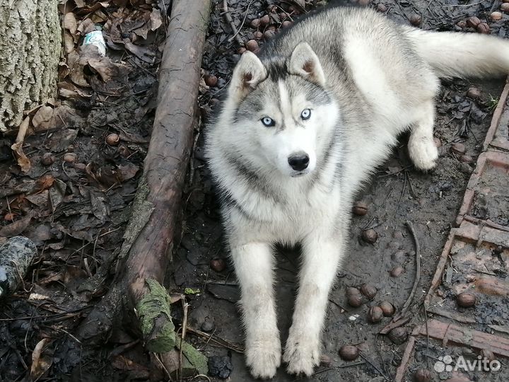 Отдам в добрые руки хаски