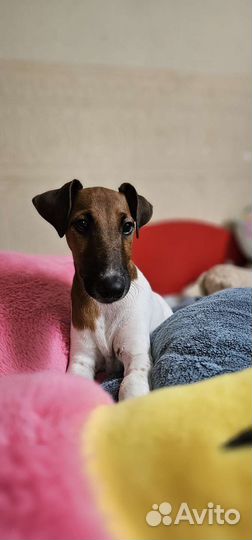 Фокстерьер гладкошерстный