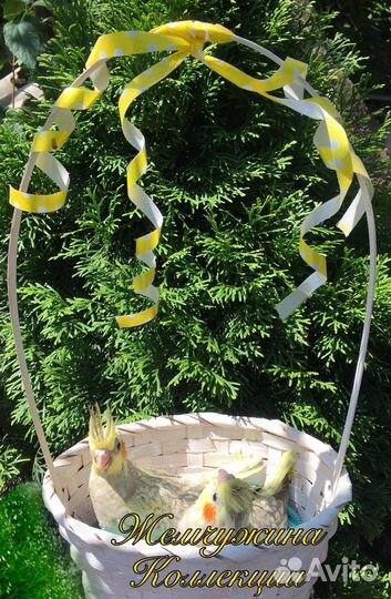 Ручной говорящий попугай Корелла птенец