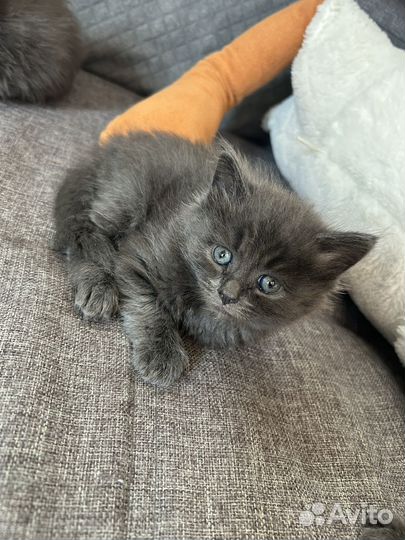 Котята помесь мейн-кун