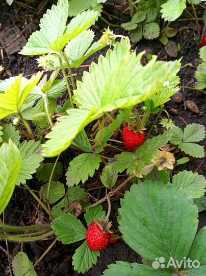 Рассада Земляника ремонтантная (не клубника)