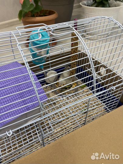 Джунгарский хомяк + клетка, корм