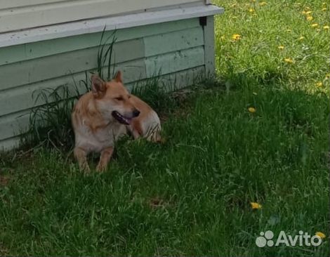 Собака в добрые руки