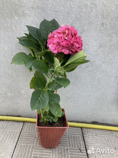 Гортензия крупнолистная саженцы