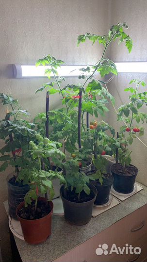 Рассада помидор помидоры