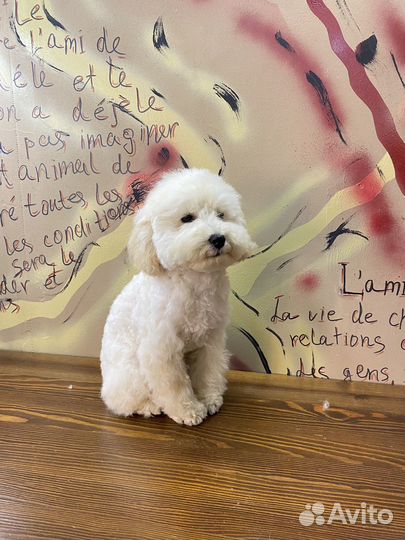 Услуги грумера