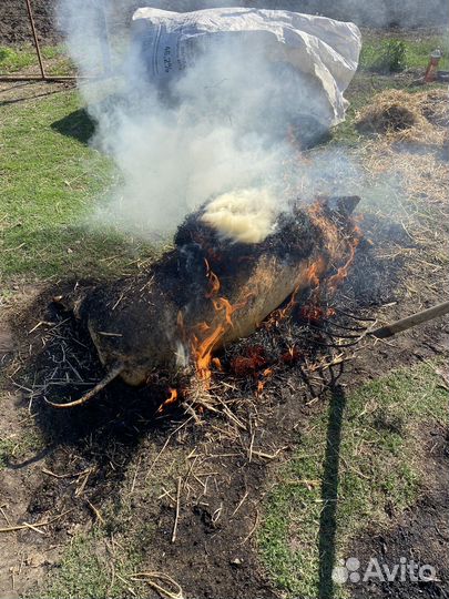 Мясо свинина домашняя