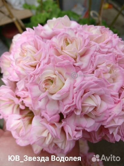 Пеларгония