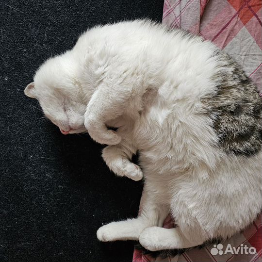Кот Борис в добрые руки