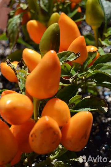 Семена острого перца для комнатных условий