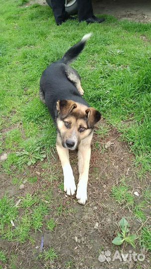 Собака в добрые руки отдам бесплатно Безпородная