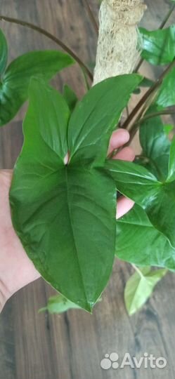 Сингониум Эмиральд Грин