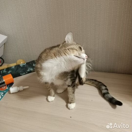 Кошка в дар бесплатно