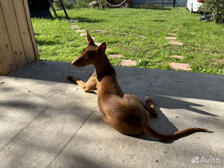 Фараоновая собака