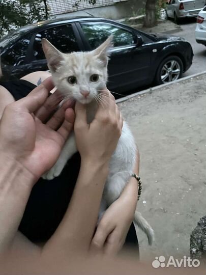 Кошка в дар бесплатно