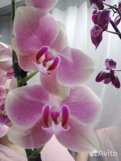 Орхидея фаленопсис Пират Пикоти