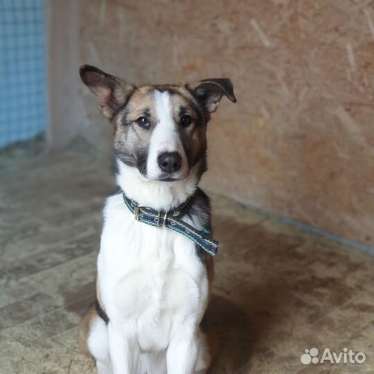 Молодая собачка Луна в добрые руки