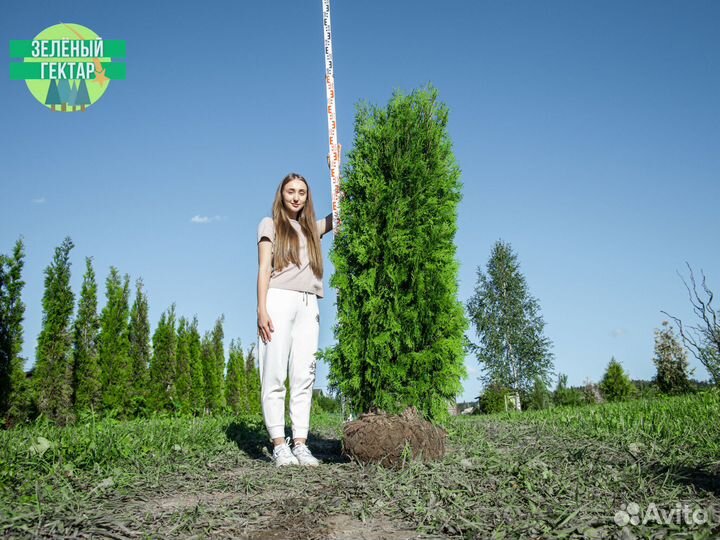 Туя колумна 200 см свежая копка 2023