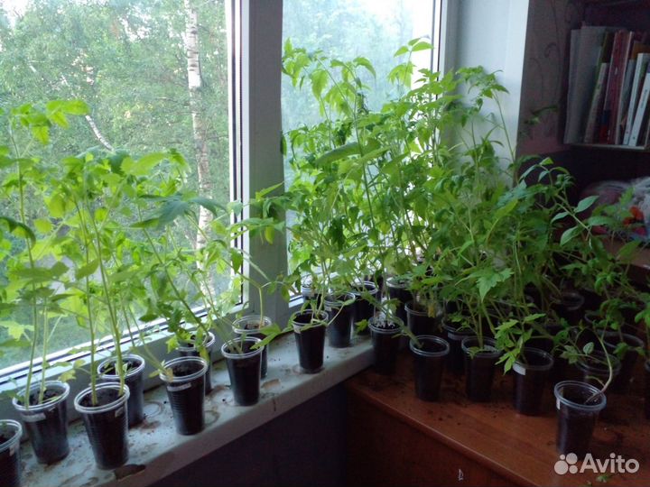 Рассада помидор.перца.тыквы огурцов