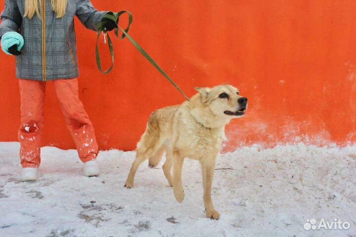 Собака Барсик на доживание