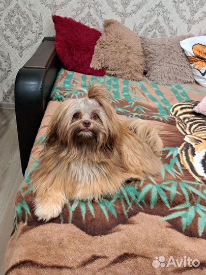 Вязка кобель ши-тцу