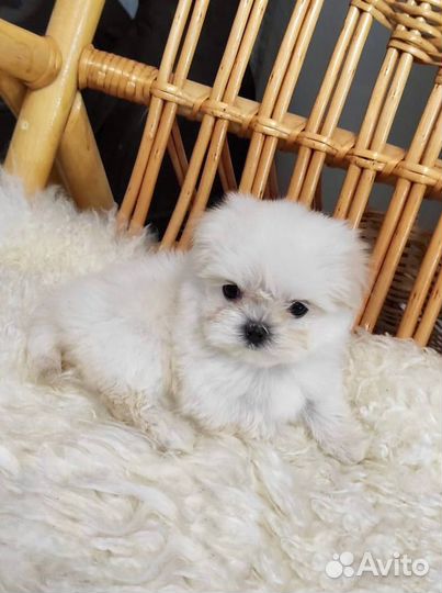 Щенки мальтийской болонки