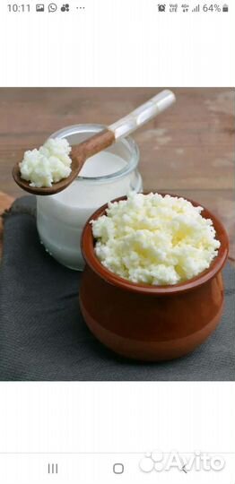 Тибетский молочный гриб