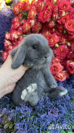 Декоративные кролики